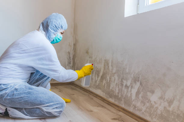 Licensed Mold Removal service in Fort Lee, NJ - 24 Hour Mold Removal