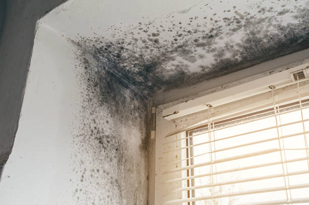 Affordable Mold Removal solutions in Fort Lee, NJ